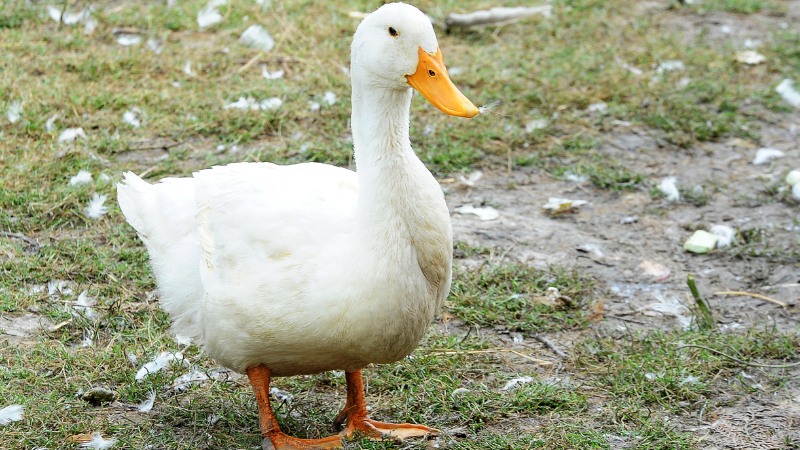 Giá vịt hôm nay ngày 24/09