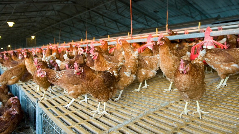 Giá gà hôm nay ngày 24/09