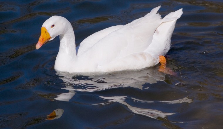 Giá gia cầm hôm nay 24/09/2024: Yên ắng trong thời gian dài