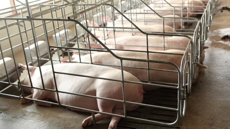 Giá heo hơi hôm nay 25/09 tại miền Bắc Giá heo hơi hôm nay 25/09 tại miền Bắc