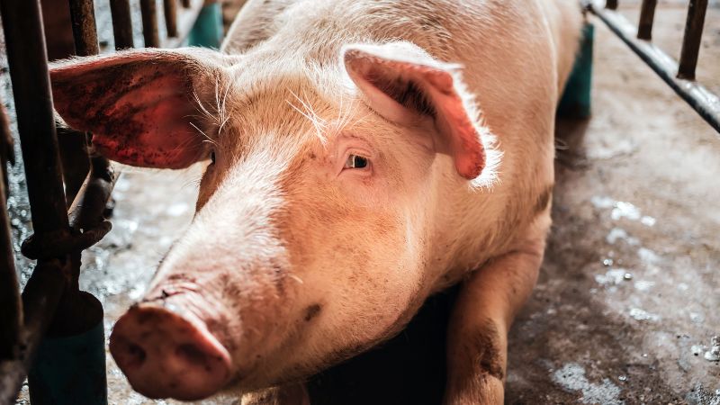 Giá heo hơi hôm nay 25/09 tại miền Trung, Tây Nguyên Giá heo hơi hôm nay 25/09 tại miền Trung, Tây Nguyên