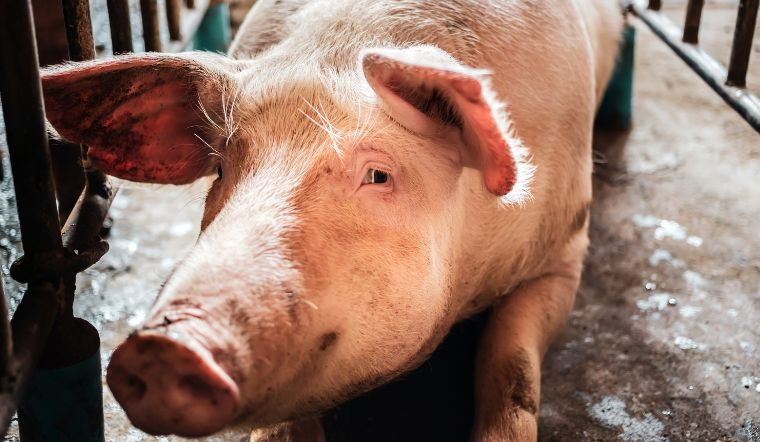 Giá heo hơi hôm nay 25/09: Tăng tiếp 1.000 đồng/kg