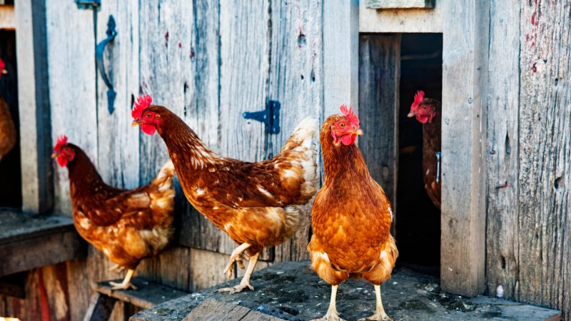 Giá gà hôm nay ngày 25/09