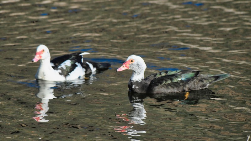 Giá vịt hôm nay ngày 25/09