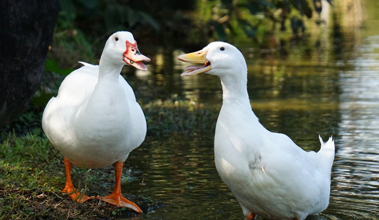 Giá gia cầm hôm nay 25/09/2024: Ổn định thêm 1 ngày