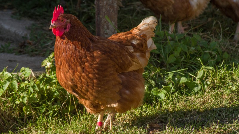 Giá gà hôm nay ngày 26/09