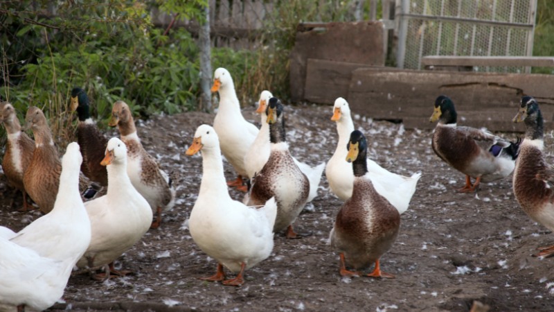 Giá vịt hôm nay ngày 26/09