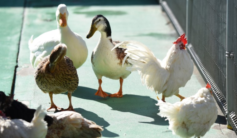 Giá gia cầm hôm nay 26/09/2024: Giữ đà đi ngang các nơi