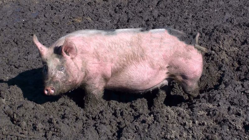 Giá heo hơi hôm nay 26/09 tại miền Bắc Giá heo hơi hôm nay 26/09 tại miền Bắc