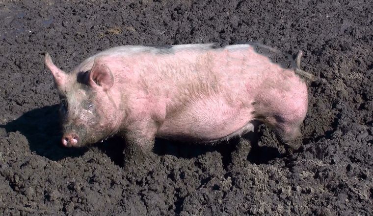 Giá heo hơi hôm nay 26/09: Tăng - giảm tại một vài nơi