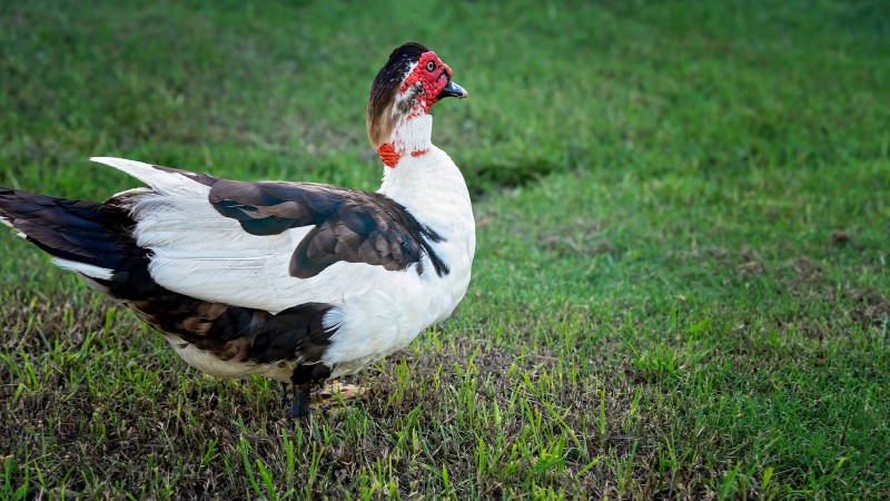 Giá vịt hôm nay ngày 27/09