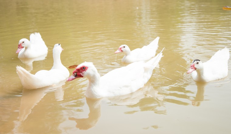 Giá gia cầm hôm nay 27/09/2024: Biểu đồ giá không đổi