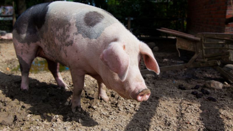 Giá heo hơi hôm nay 27/09 tại miền Bắc