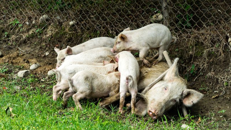 Giá heo hơi hôm nay 27/09 tại miền Trung, Tây Nguyên