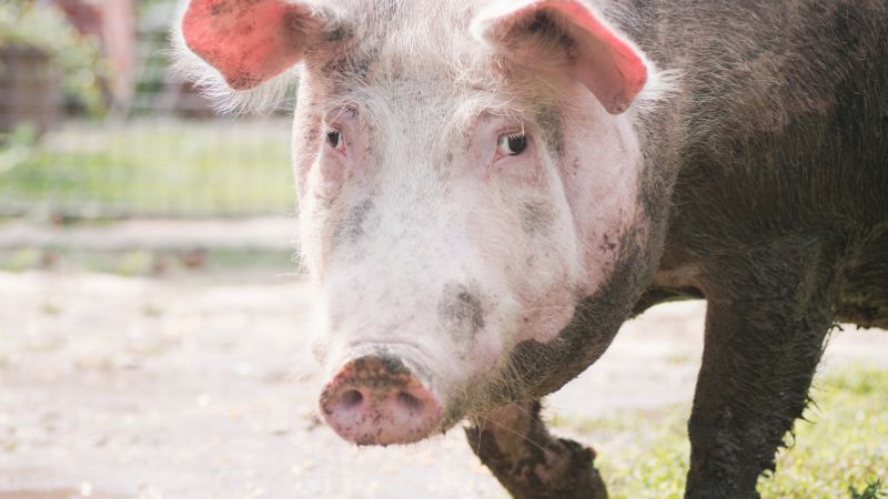 Giá heo hơi hôm nay 27/09 tại miền Nam