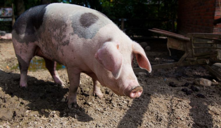 Giá heo hơi hôm nay 27/09: Tương đối ổn định