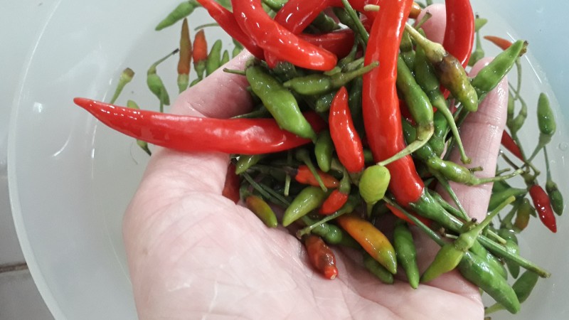 Giá ớt hôm nay 27/09/2024