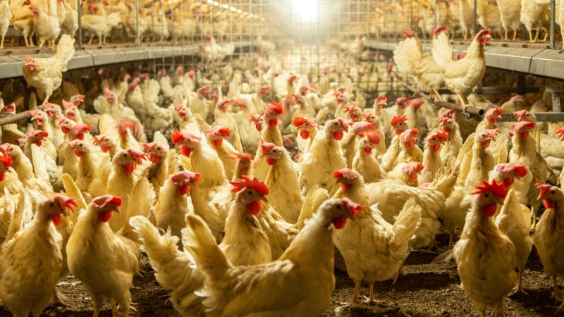 Giá gà hôm nay ngày 28/09