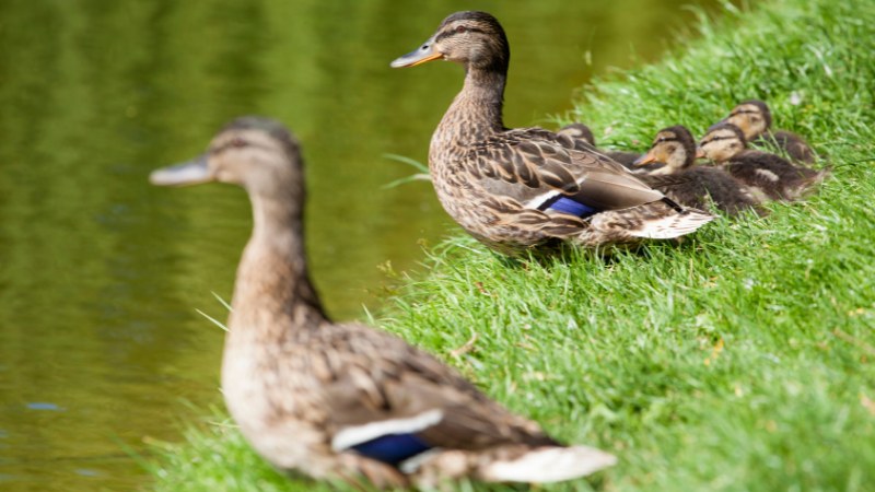 Giá vịt hôm nay ngày 28/09