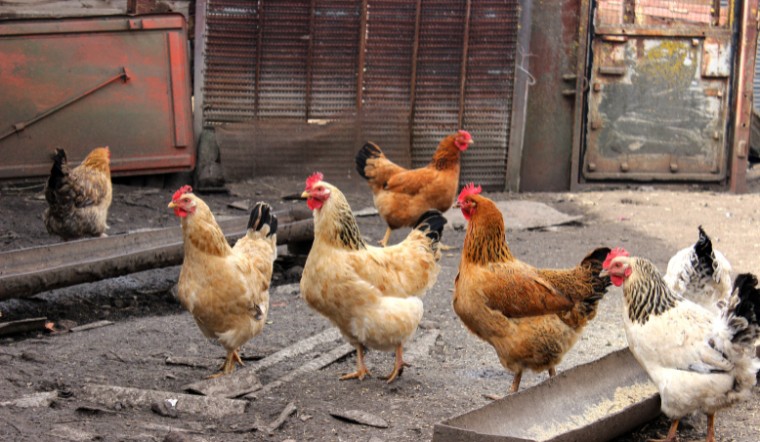 Giá gia cầm hôm nay 28/09/2024: Bình ổn cuối tuần