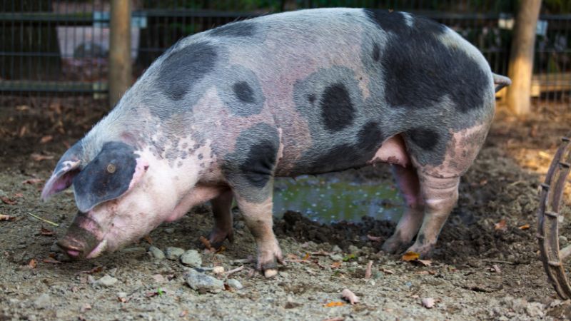 Giá heo hơi hôm nay 28/09 tại miền Bắc