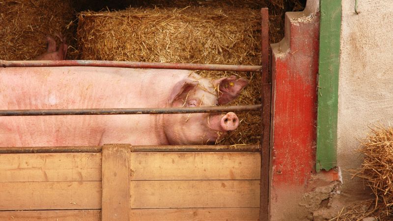 Giá heo hơi hôm nay 28/09 tại miền Nam