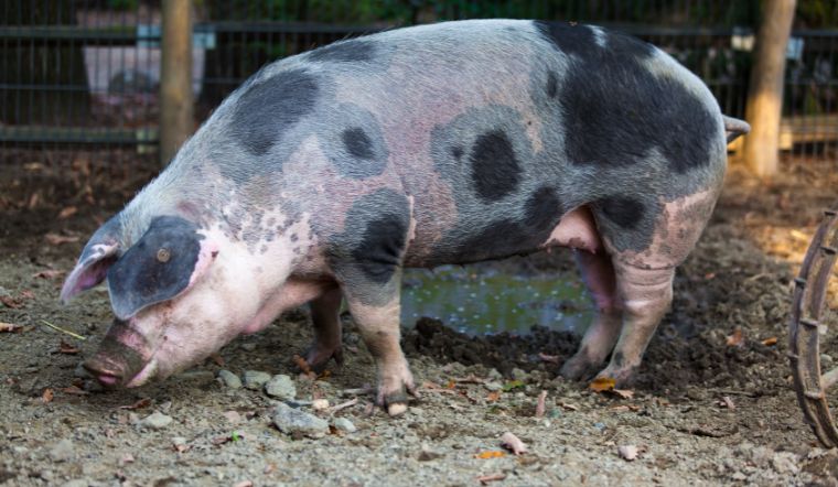 Giá heo hơi hôm nay 28/09: Biến động trái chiều