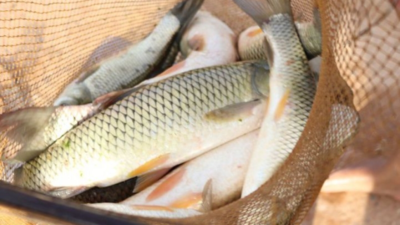 Differences between Black Carp and Grass Carp