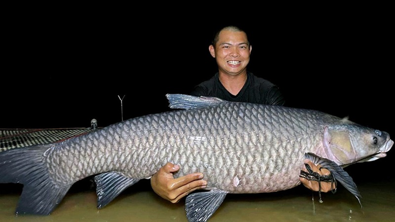 Black Carp in a pond