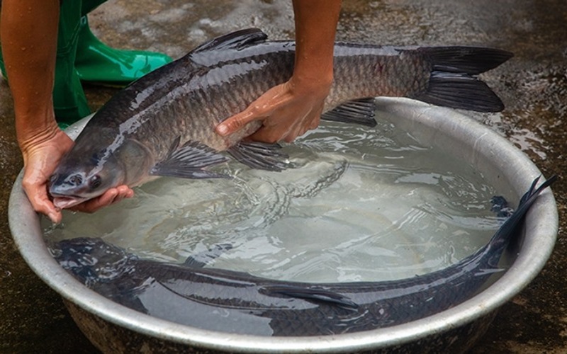 Characteristics of Black Carp