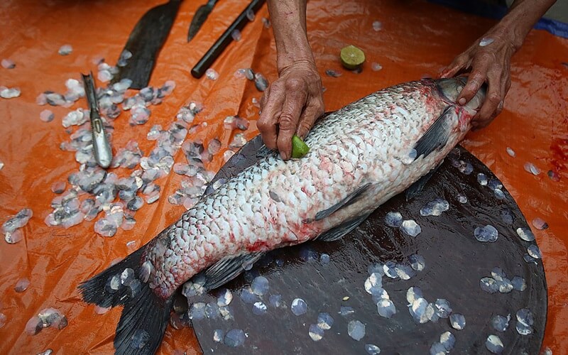 Price of Black Carp