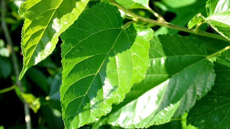 Lá cây dâu tằm