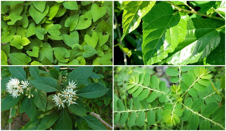 Uống nước lá gì để giảm mỡ máu? 7 loại lá hỗ trợ giảm mỡ máu