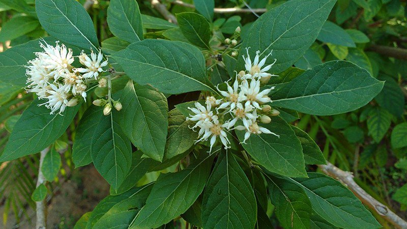 Lá mật gấu (cây lá đắng)