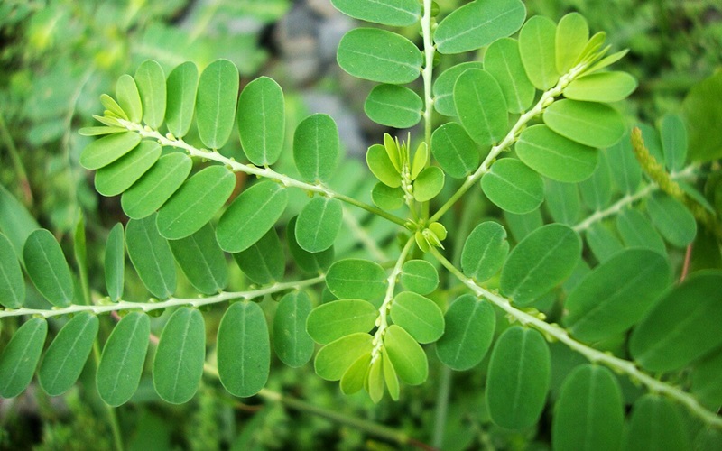 Lá chó đẻ răng cưa
