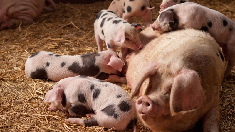 Giá heo hơi hôm nay 30/09 tại miền Bắc