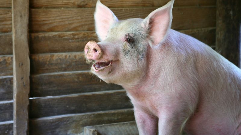 Giá heo hơi hôm nay 30/09 tại miền Trung, Tây Nguyên