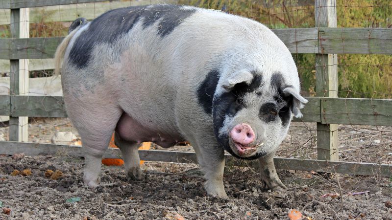 Giá heo hơi hôm nay 30/09 tại miền Nam