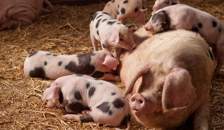 Giá heo hơi hôm nay 30/09: Giảm tiếp miền Bắc và Bắc Trung Bộ