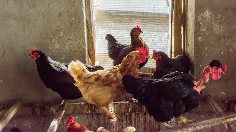 Giá gà hôm nay ngày 30/09