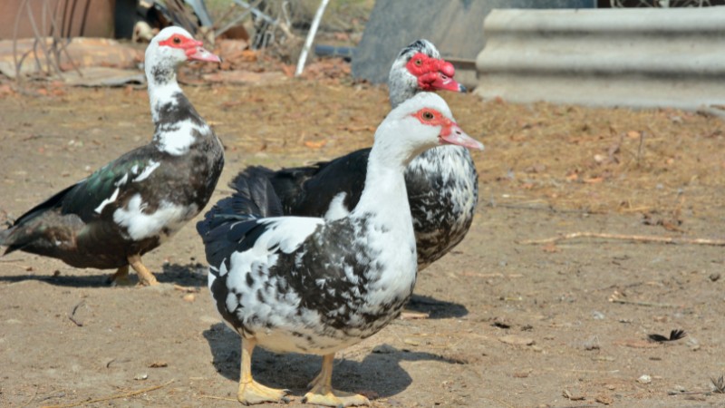 Giá vịt hôm nay ngày 30/09