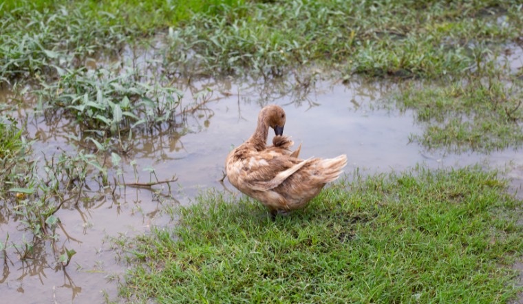 Giá gia cầm hôm nay 30/09/2024: Gà, vịt thay đổi sau thời gian yên ắng