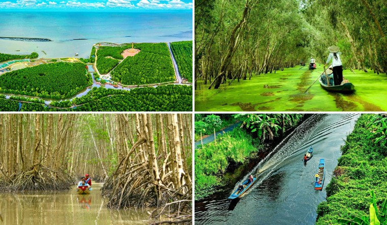 Du lịch rừng ngập mặn Cà Mau chi tiết cho người mới