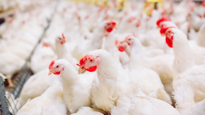 Giá gà hôm nay ngày 01/10