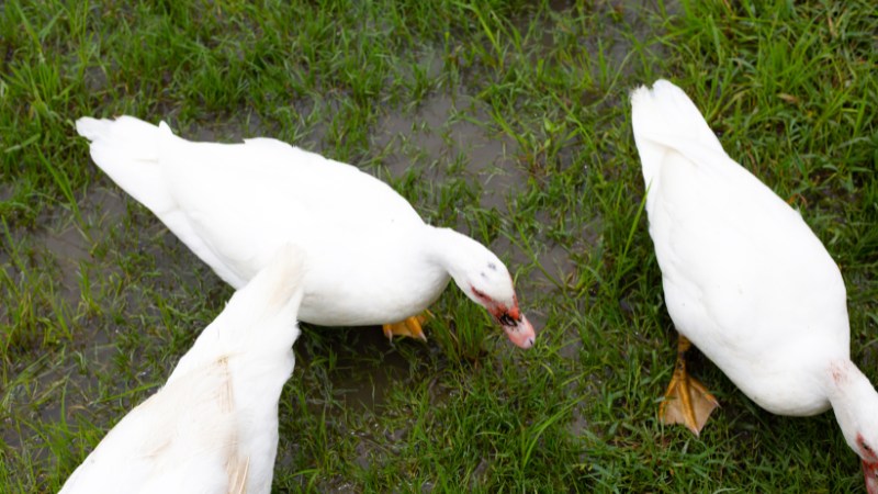 Giá vịt hôm nay ngày 01/10