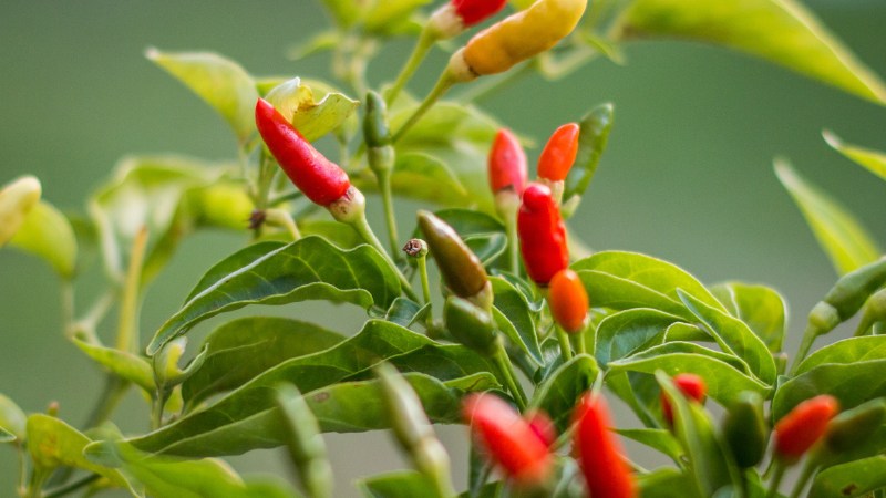 Giá ớt hôm nay 01/10/2024 cập nhật mới nhất Giá ớt hôm nay 01/10/2024 cập nhật mới nhất