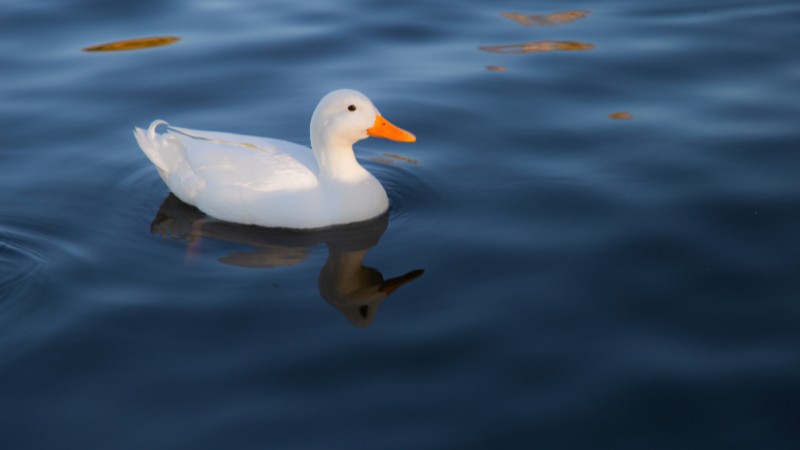 Giá vịt hôm nay ngày 03/10