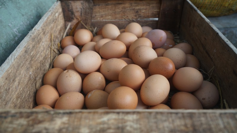 Giá trứng gà hôm nay ngày 03/10