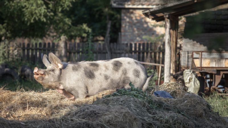 Giá heo hơi hôm nay 03/10 tại miền Bắc