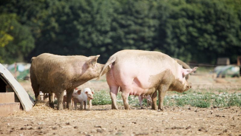 Giá heo hơi hôm nay 03/10 tại miền Trung, Tây Nguyên